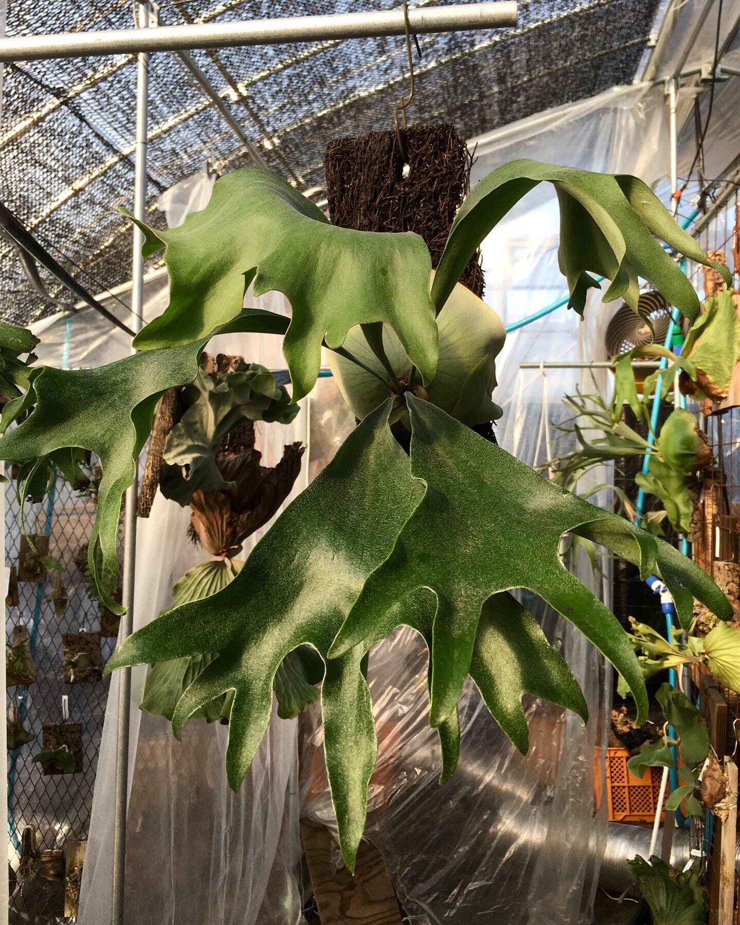 ビカクシダmr.suddan×hillii pumira kewgarden necomoss on X: 