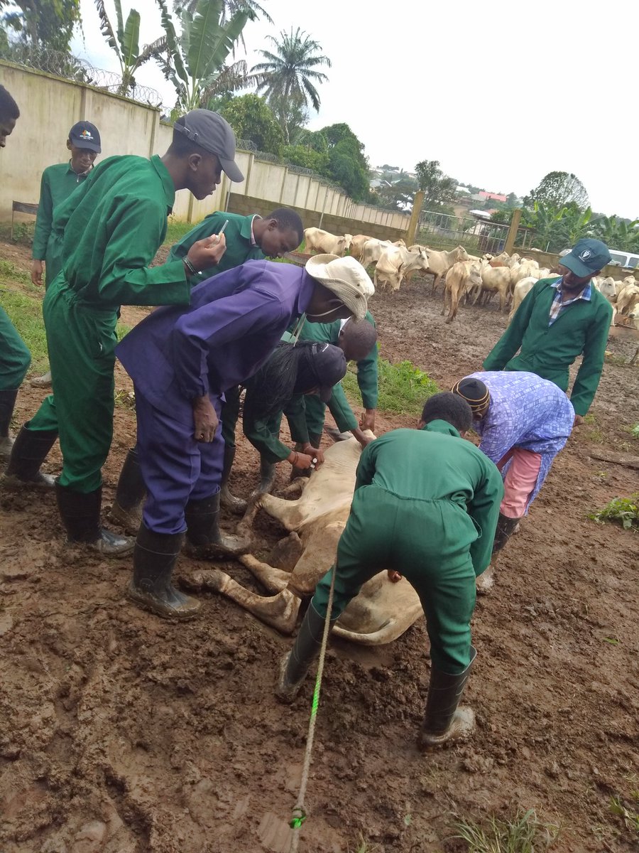 Avms_unibadan's tweet photo. Vets at Work๐๐ฅผ
600 level students on a cattle farm at Olorunda, Ibadan.
Good morning๐
#vetsintraining #dvmib #unibadanvets #veterinary #avmsui #fyb https://t.co/Jj5M5fpHYM