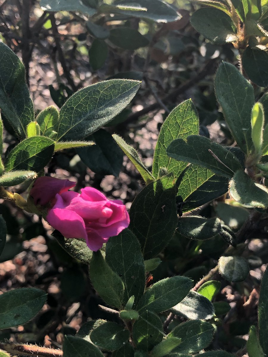 QueenMalarcher's tweet photo. When it’s all said and done, it’s really about nature! Like the flower that opens up for the first time, that’s how I am right now! A “flower” not blooming, being “cracked open!”
God if this is my test, I simply want to #ThankYou!
#ImAtYourService♥️ https://t.co/sprI8U7jQE