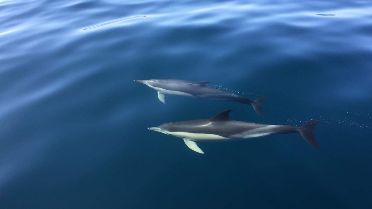 wildwatchpt's tweet photo. #dolphinwatching wild and free #algarve #ferragudo https://t.co/VZyEtT9S2g