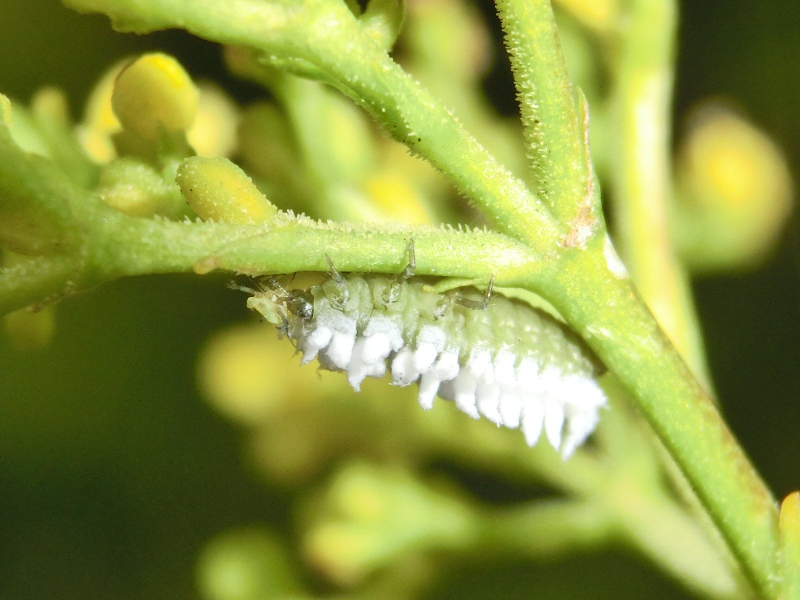 風信子 かのこ 唐突にナゾ虫 よく見るとアブラムシ食べてます テントウ虫類の何かの幼虫でしょうか 昆虫 テントウムシ 教えて虫の人 T Co Vugbp3vrpg Twitter