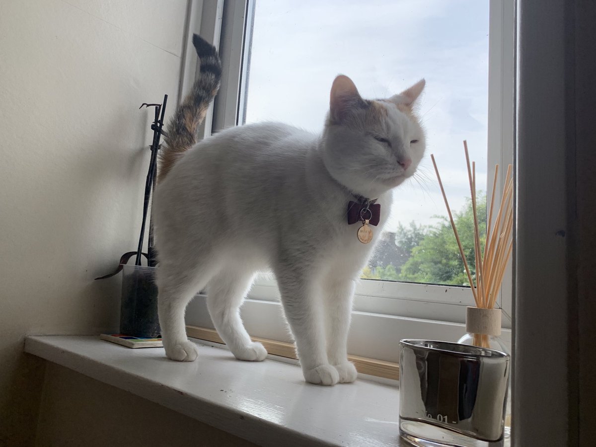 Sam Cook (@cats_cosy) on Twitter photo 