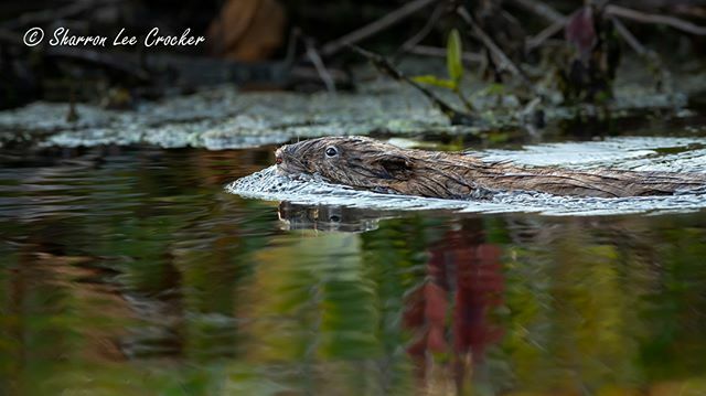 SharronCrocker's tweet photo. Mr. Beaver didn't see me until the last minute!  Taken while kayaking ... #untamednewyork #developphotoweek @developphotoweek #beaver https://t.co/nj7fOH3c0b https://t.co/YJxzvJikc3