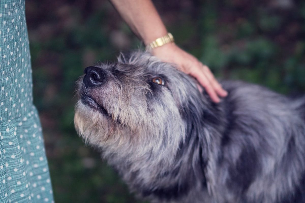 Dogs are welcome at our premises, they can bring great comfort to their owners so please do bring yours when you come and visit.
