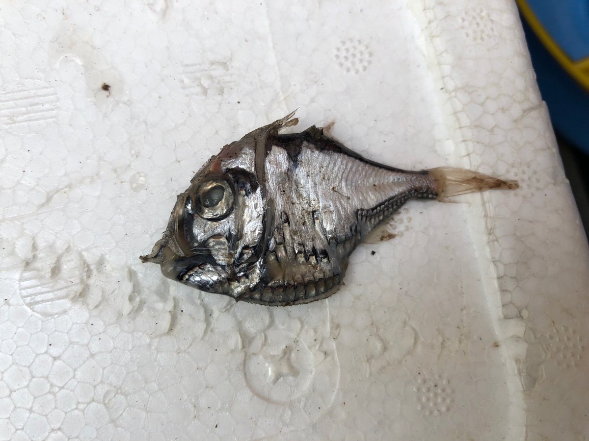 Sorari בטוויטר 本当にずっと会いたくて魚類学会のキュウリエソの発表を五感研ぎ澄ませて英語の口頭発表聞いた矢先の事で理解が ちなみにキュウリエソは分類でいうと深海魚では有名なムネエソの仲間に入ります 仲間はこんな子です