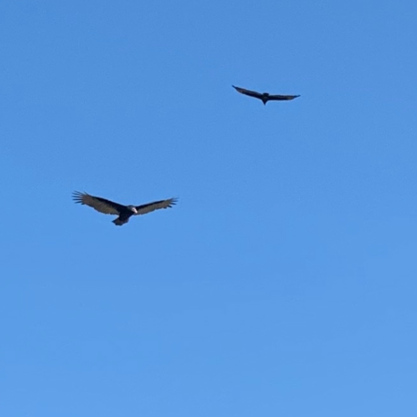 KCushman1's tweet photo. It's always a little disconcerting when vultures start circling near your house. (They enjoy riding the thermals in the hills at this time of year, but still... just a little creepy). #vultures #foothills #kathryncushman https://t.co/jnoXZerzsR