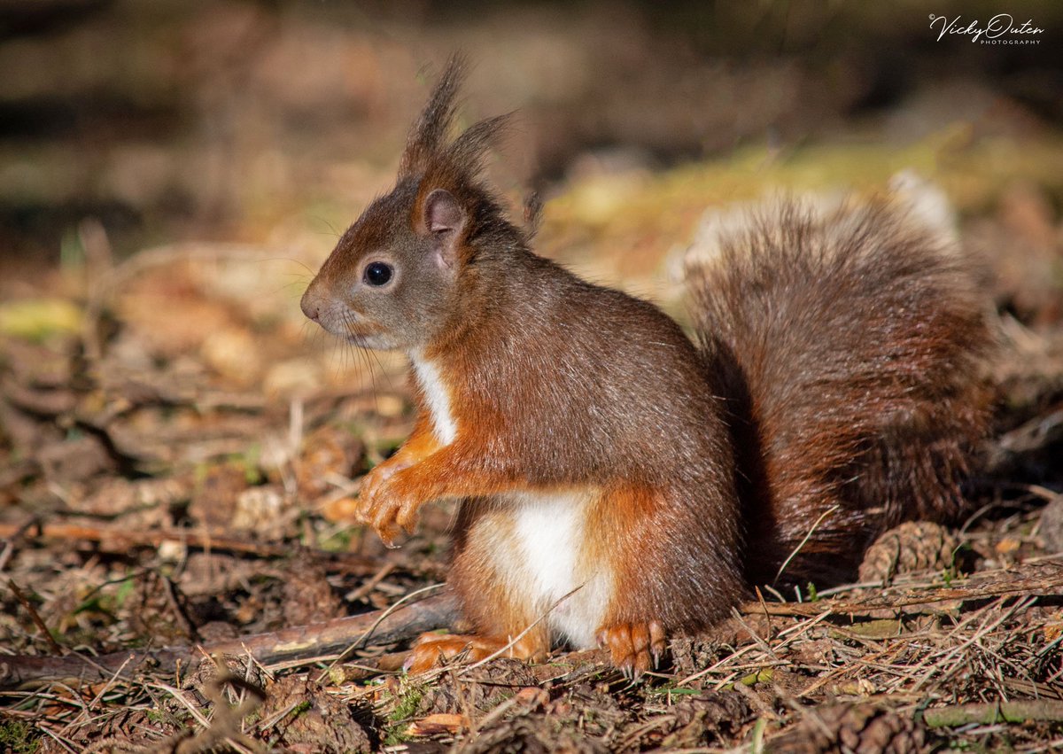 Red squirrel at Formby 
#RedSquirrelAwarenessWeek
@BBCSpringwatch @BBCCountryfile 
#wildlife #wildlifephotography #nature #naturephotography #birds #BBCWildlifePOTD #earthcaptures #picoftheday #birdsoftwitter #lovewildlife