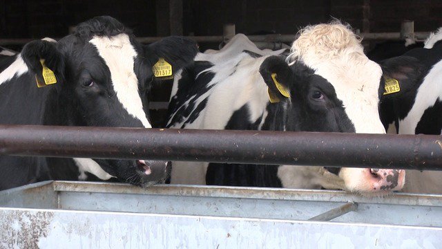 FarmersGuardian's tweet photo. Liver fluke in cattle: breaking the parasite lifecycle
https://t.co/2YeVvUocXy
#INST_BTP #BeatTheParasites #WormingWednesday https://t.co/Pa9r9kdvQ8