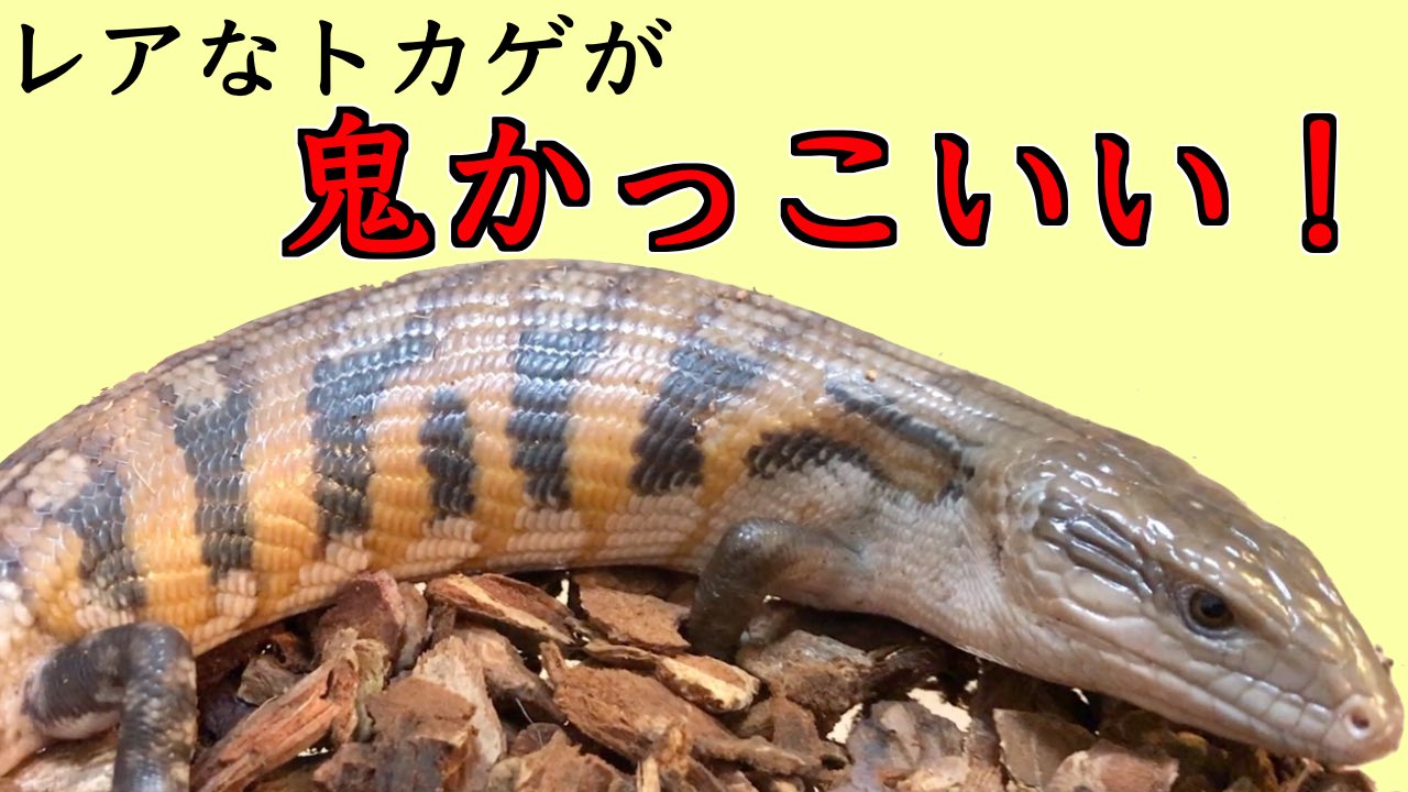 ぷんす爬虫類館 ちゅみ 最近めちゃかっこいいアオジタトカゲをお迎えしました うちにいるアオジタちゃん3匹の柄を比較したんですけど えげつなく違っててやばかったです 語彙力ww こんなカッコいいトカゲがいるんだよってみんなに自慢したい ぜひこのだけ