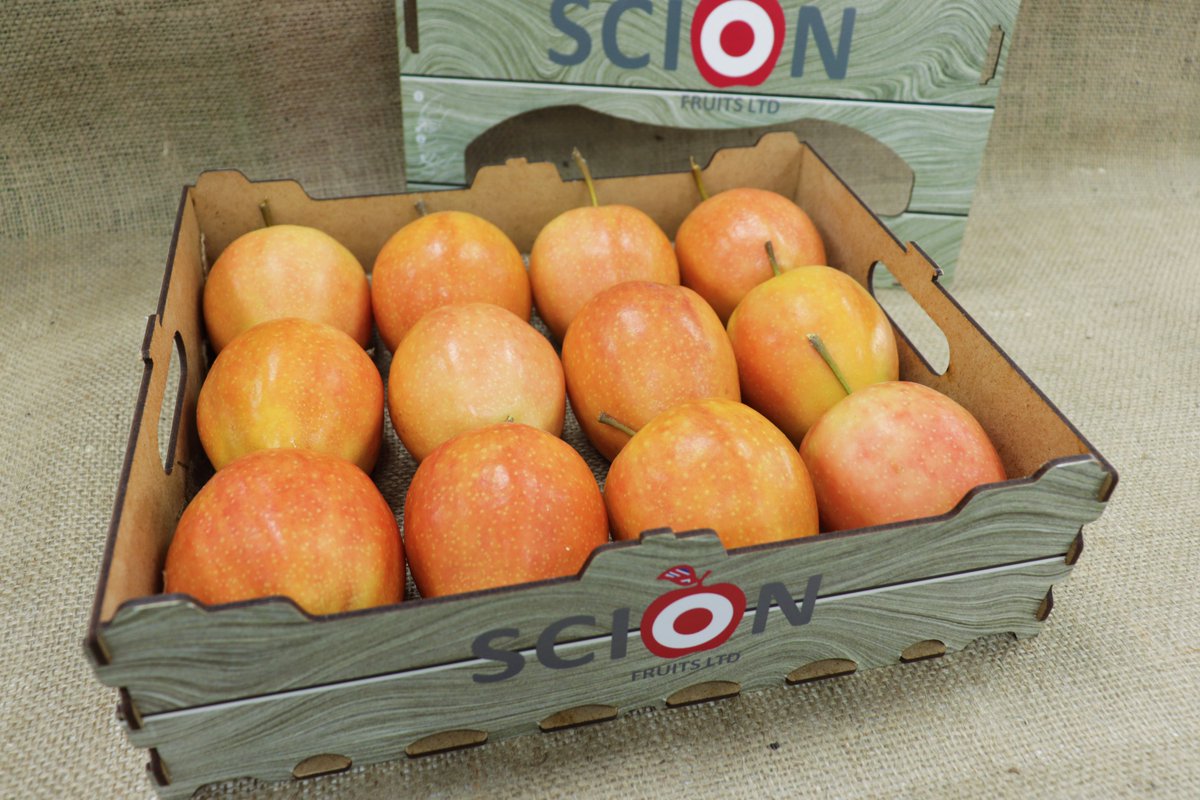 Sunburst Apples tweet media