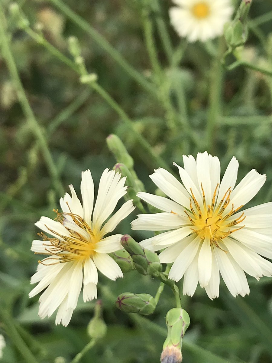 ヒメ Auf Twitter 9月25日 秋さわやか レタスは キク科アキノノゲシ属です アキノノゲシ の薄黄色の花がたくさん咲いています 子供の頃 アキノノゲシ の若葉をニワトリに チシャと言って食べさせていました 若葉は レタスと同じで人も食べられますよ