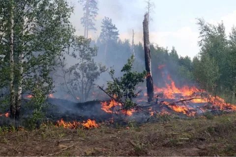 лесные пожары в красноярском крае 2020. лесной пожар обои. противопожарный режим кондинский район. районы лесных пожаров. районы лесных пожаров.