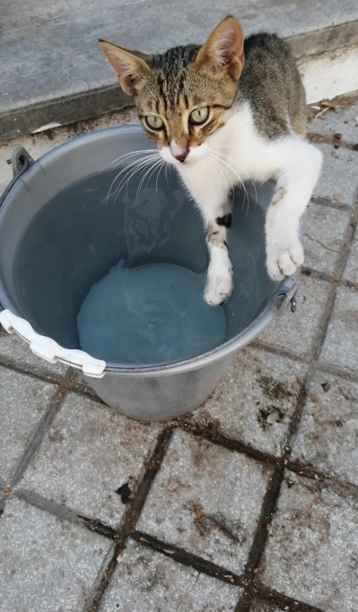 catswithnohope's tweet photo. DESPERATE HELP IS NEEDED

It's is only thanks to your generosity that all this is possible. Help is needed to provide over 60+ cats daily food, to treat the injured &amp; TNR

No amount is too small to make a difference 💓

https://t.co/80X0UxnHWJ
Or
PayPal: catswithnohope@gmail.com https://t.co/9ldfoXDiGi