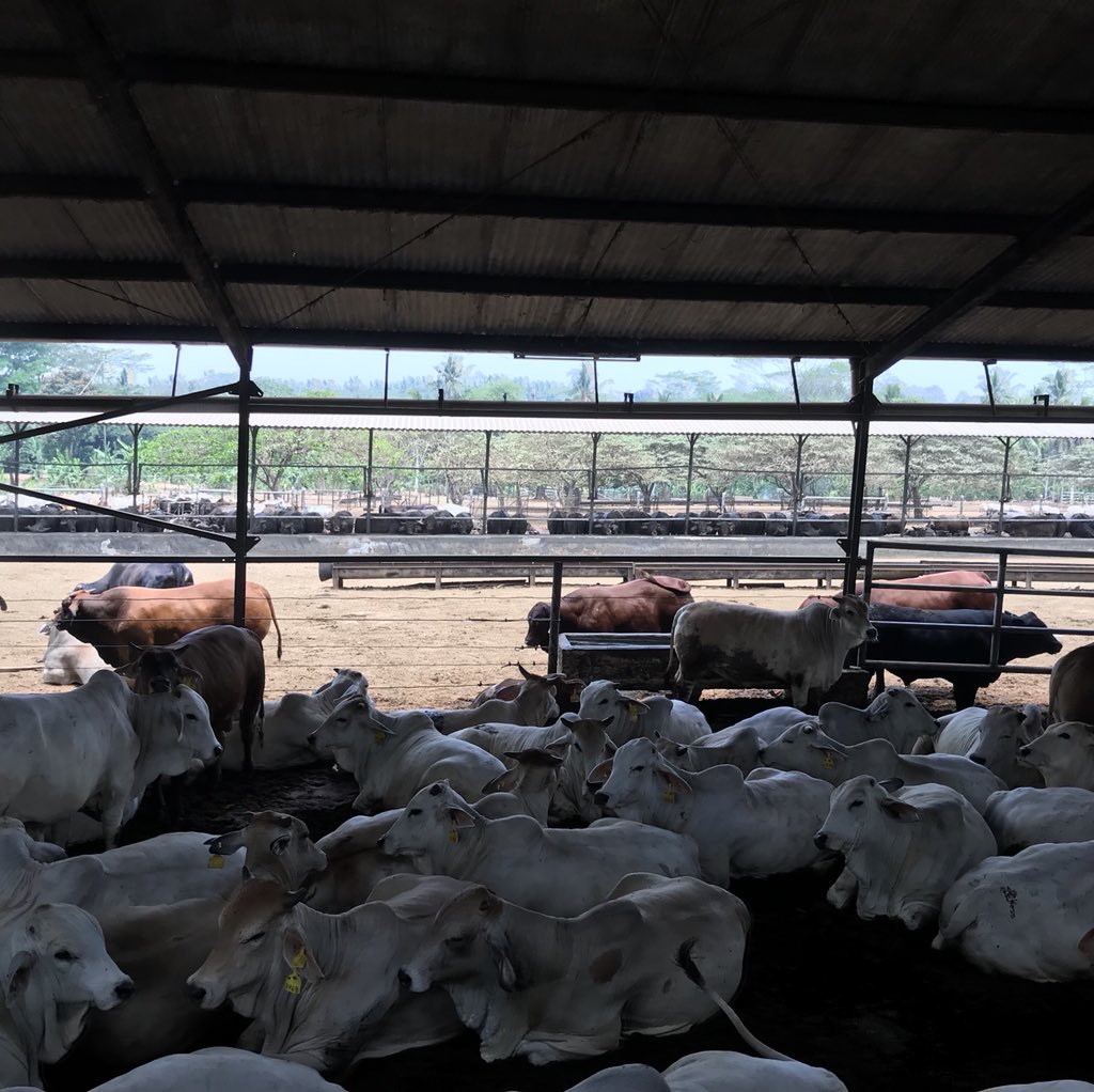 mitchtaylor152's tweet photo. Great experience networking with innovative minds throughout the cattle live export supply chain from Darwin to Indonesia, the development of infrastructure, animal welfare and traceability proves that the industry is in good hands @UoA https://t.co/7uU6CLjBD3