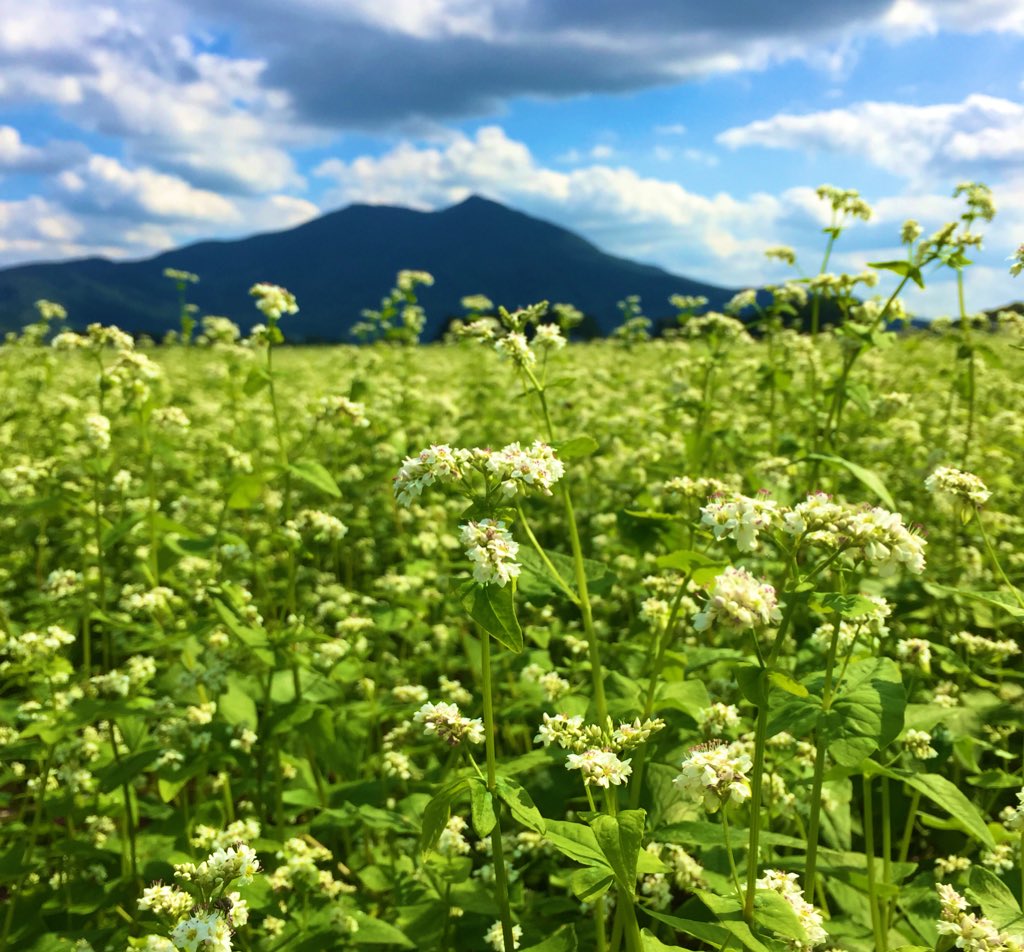 桜川市観光協会 先日アップした 筑波山 常陸秋そば畑のショットを 別アングルで 桜川市の随所でそばの花が咲いてきています そばの花ってとても可愛いですね 茨城県 桜川市 蕎麦 常陸秋そば 筑波山 風景写真 そばの花 T Co Xthnus8cs8