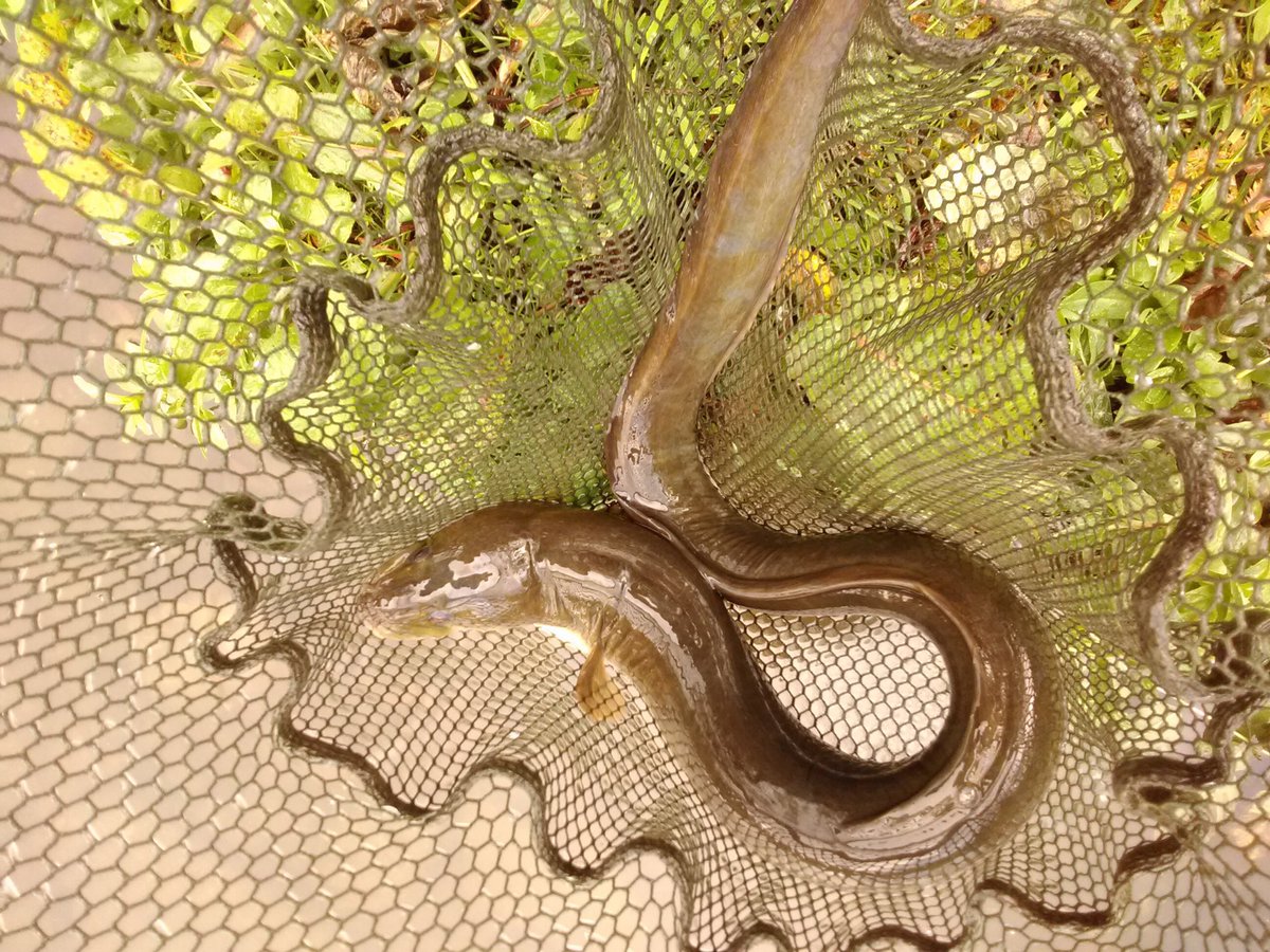 TregullandLife's tweet photo. Wowee!  3 Massive eels caught (and returned after the pic) in our beautiful private fishing lake. Eels are amazing animals, can grow to 3m long, weigh 110kg, can live for 25 years or more and are born in the salty sea but can live in freshwater rivers   #eels #fascinating https://t.co/jGfDbG1xvW