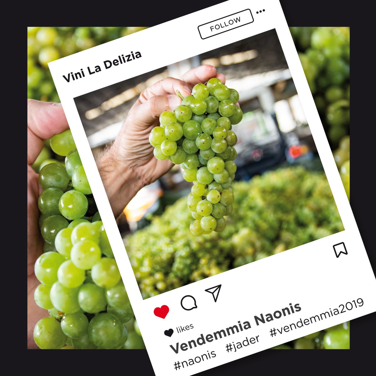 ViniLaDelizia's tweet photo. ✨Il grappolo perfetto
#vendemmia2019
#Naonis #Jadér
#cuoreepassione https://t.co/SYmmH1mqRJ