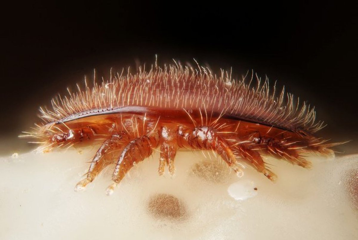 La vida de la Varroa, el ácaro que mata a las abejas - Paso a paso
Lo que todo apicultor debería saber - #AprendeApicultura con ecocolmena.com
Leer artículo completo en 👨‍💻👩‍💻 shrlc.com/MBR02-K