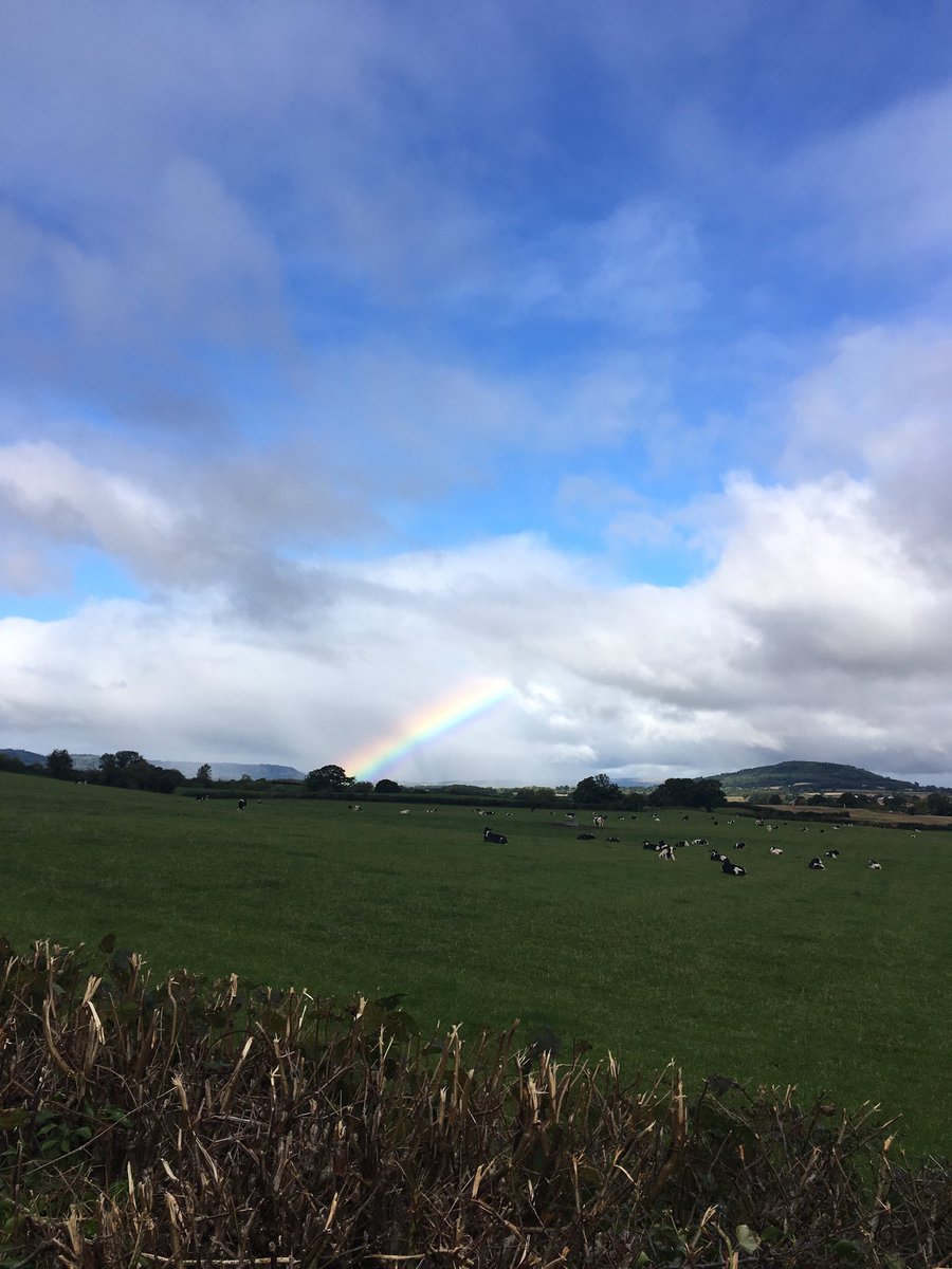 #cows and #rainbows this is the life