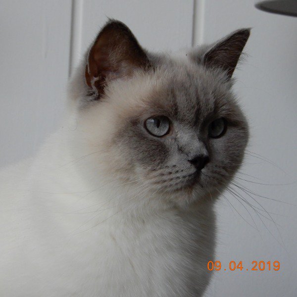 Kittentekoop Be A Twitter Nieuwe Herplaatsing Ras British