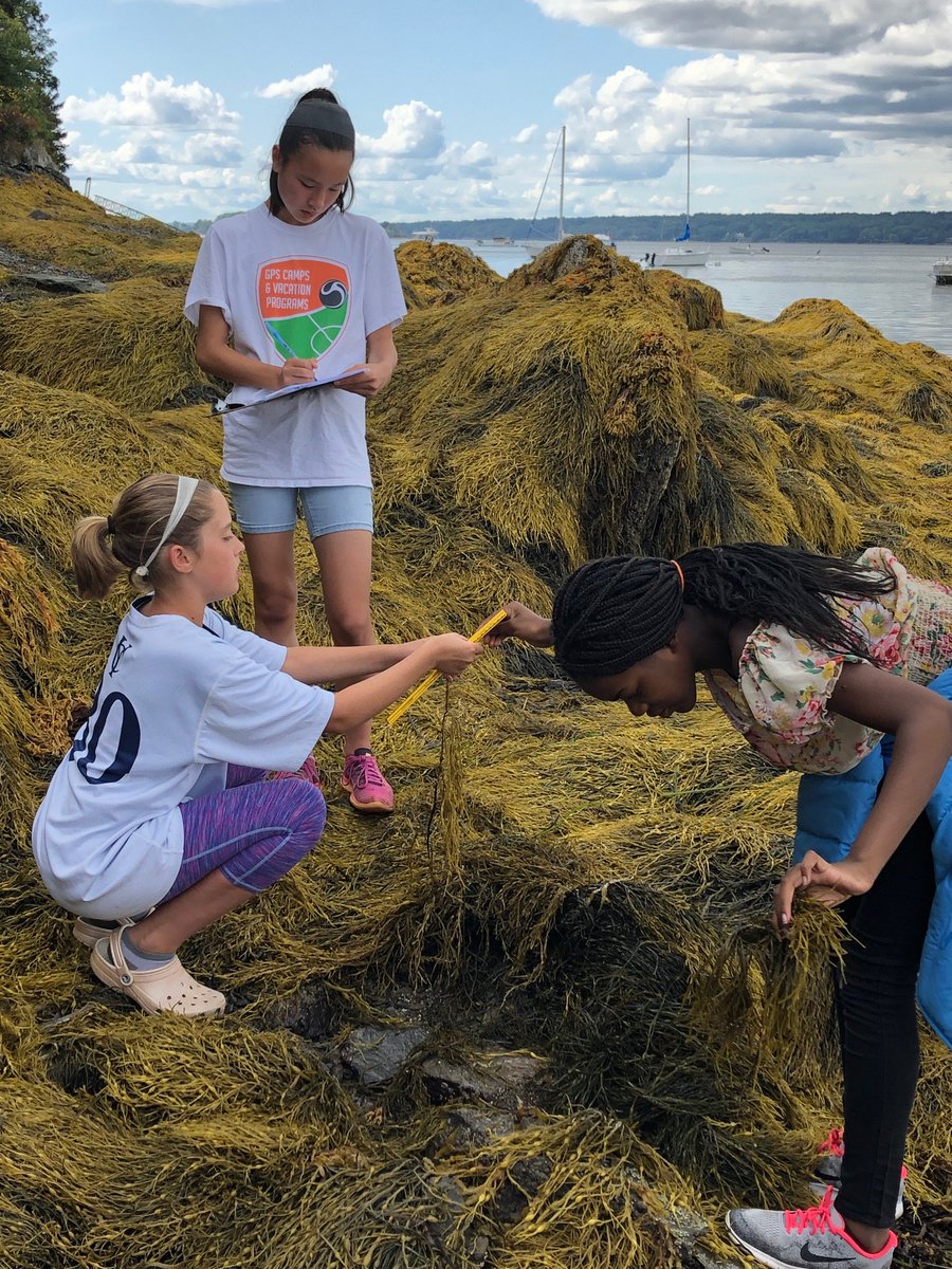 morgancuthbert's tweet photo. Ss explored the phenology of rockweed.  We collected data on the age, growth and reproductive state of the rockweed.  The data will benefit @Maine_Sea_Grant  and @UMaineExtension.  @YarmouthHMS https://t.co/7eJk5bYSiY