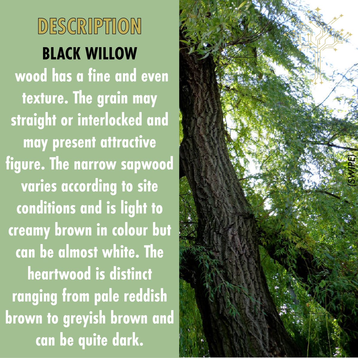 WherwoodNetwork's tweet photo. #blackwillow #willow #forestry #environment #forest
#sustainability #woodisgood #trees #sustainable #woods #sustainableforestry #lumber #timber #forestproud #forests https://t.co/qE7mVJF22J