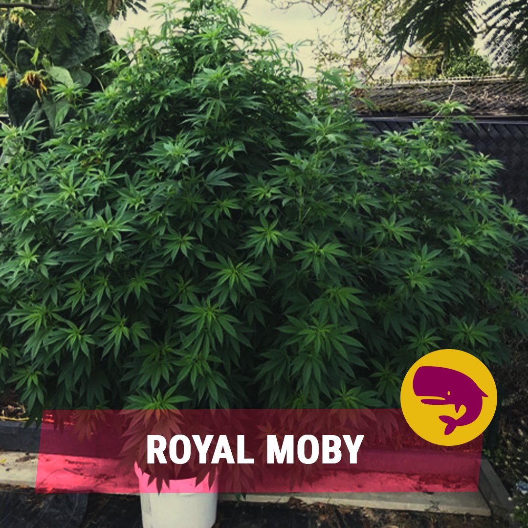 royalqueenseeds's tweet photo. #RoyalMoby from Belgium!!!
How amazing is she? 🤩
https://t.co/sbZewqQTfi https://t.co/05qCoDT5kb