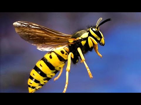 Vermont50's tweet photo. A caution from the VT50 course markers-there are a lot of wasps and hornets around this year so look out for them and avoid them if possible on Sunday, race day Sept. 29! #vt50 #Vermont50 #vt502019 #mountainbiking #ultrarunning #trailrunning https://t.co/fqrUYG7kkF