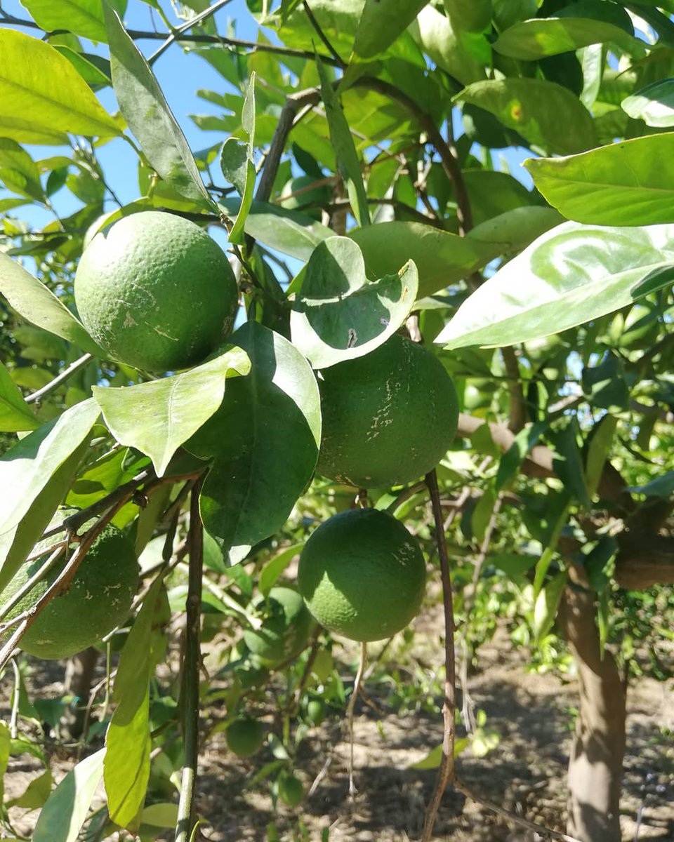 ArSicula's tweet photo. Continuiamo a prenderci cura di loro🍊

#arance #arancesiciliane #sicilia #italia #arsicula #arsiculadoyou #km0 https://t.co/9VFpjeNljG