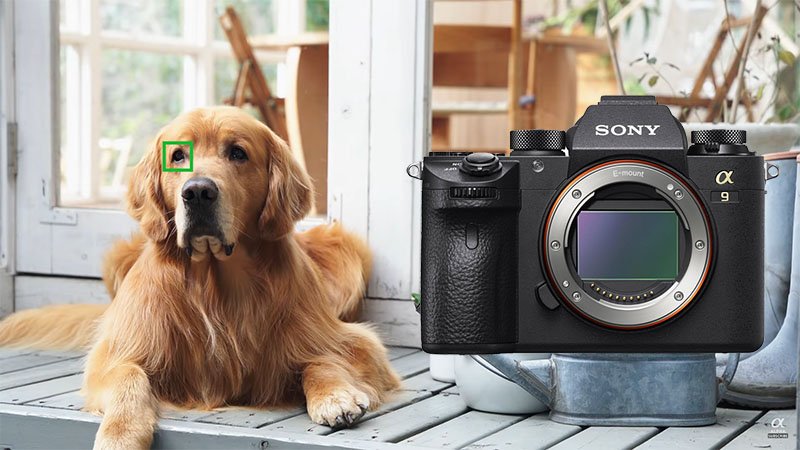 PhotoPRO_News's tweet photo. Оновлення прошивки для Sony A9: Animal Eye AF, таймер для інтервальної зйомки і багато іншого
►https://t.co/TPj0xUYT7S

#sony #sonyA9 https://t.co/EODaGJAWV8
