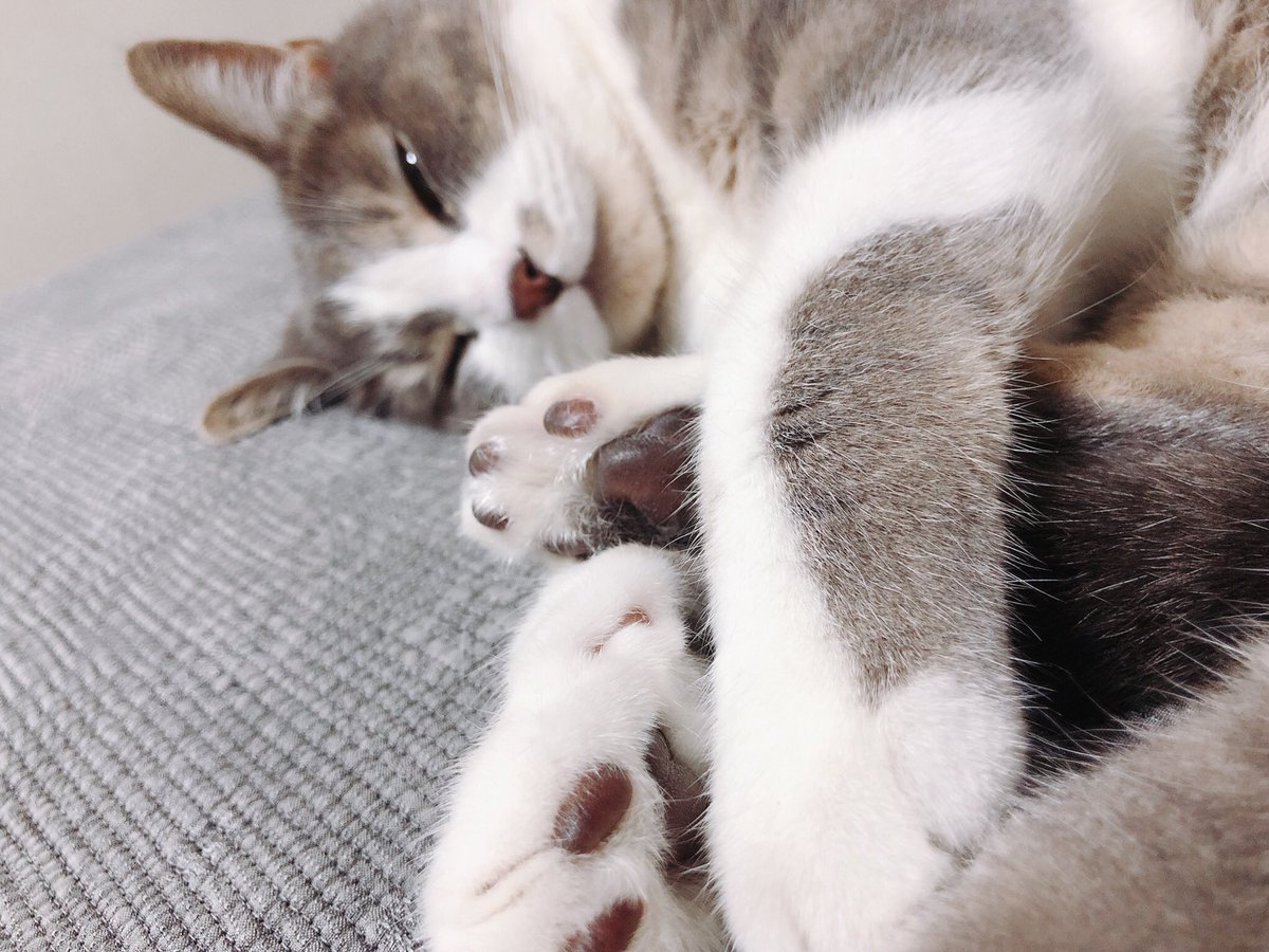 달리의 나날 tweet media