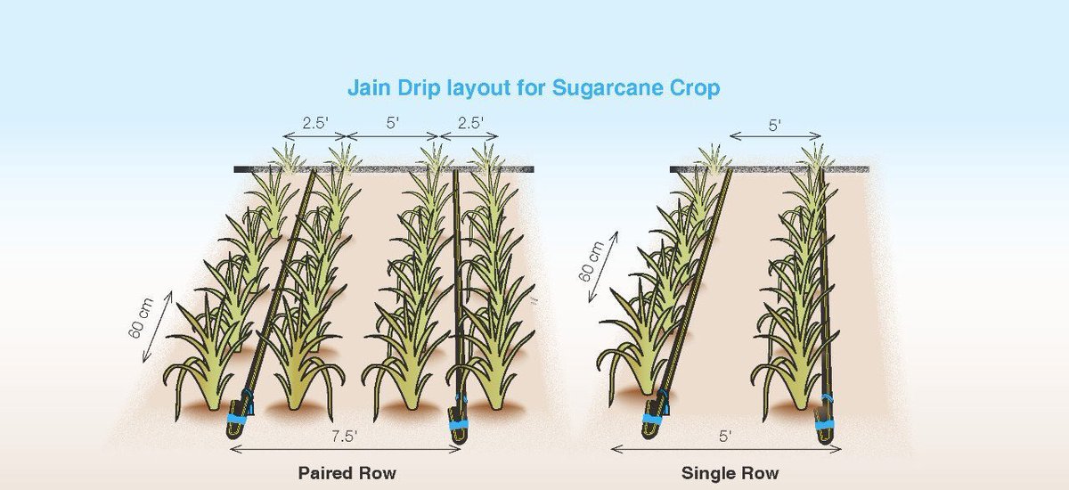 JainIrrigation's tweet photo. Now Sugarcane #Farmers 👨‍🌾 are doing Fertilizer &amp; Nutrition management through #DripIrrigation to achieve higher yields/income. 

Satisfied customer reinforces our faith in ”Doing Well by Doing Good”.

#TransformingLives #EnhancingProsperity 
#MoreCropPerDrop 
#FarmersFriend https://t.co/ZhCQzqpfah