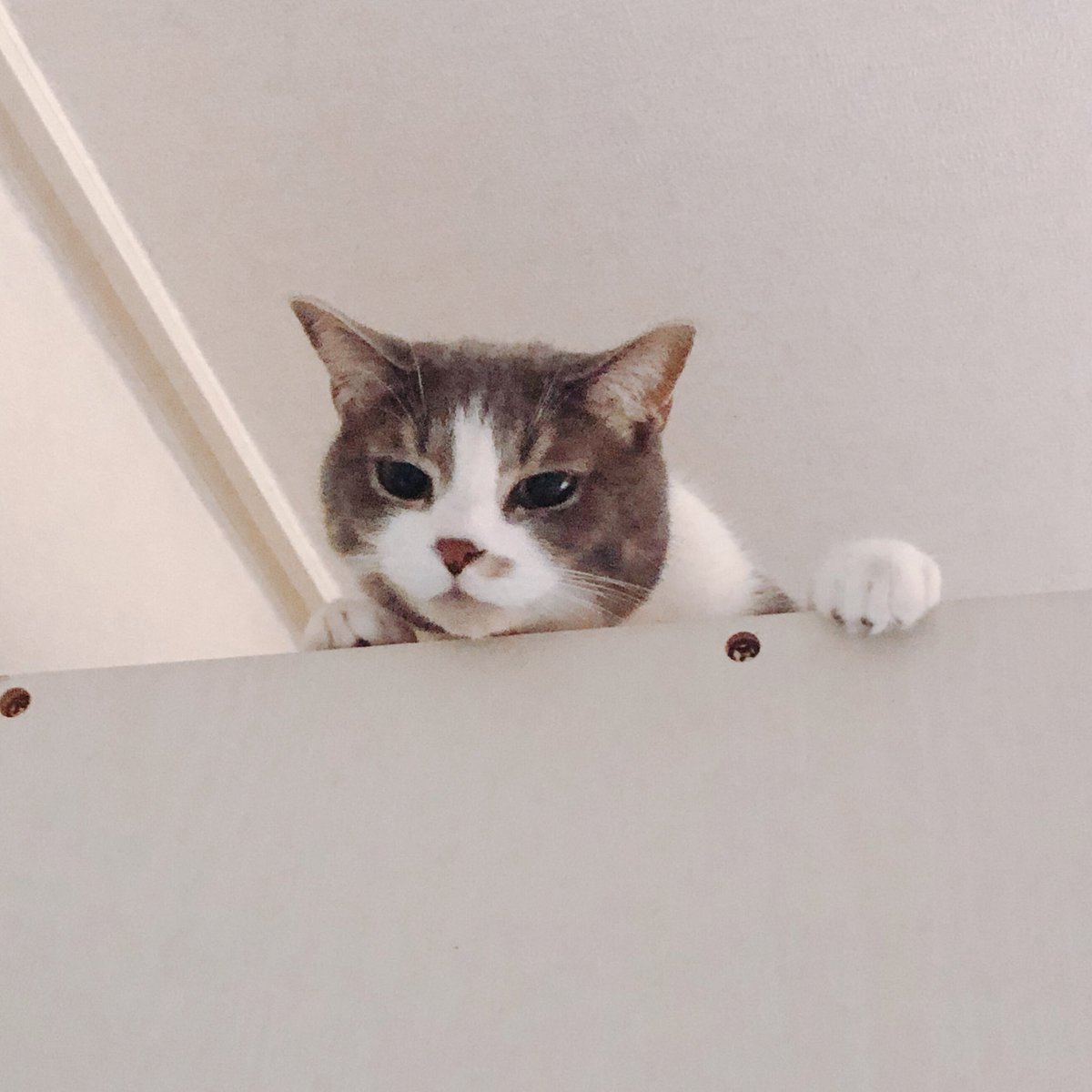 달리의 나날 tweet media