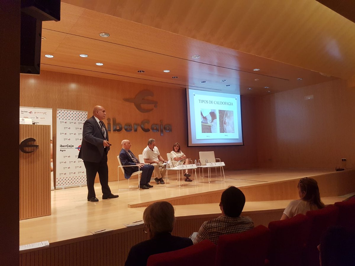 mganadero's tweet photo. #JornadaPorcinoZaragoza | Juan Grandía Torner presenta los resultados hasta día de hoy, del Grupo Operativo Minimización del impacto de la caudofagia en explotaciones porcinas.

@ibercaja @Fertinagro @joaquinolona @GobAragon  @interporc @ZoetisEsp #Aragón #ganadería #zaragoza https://t.co/V3CmEFN1hh