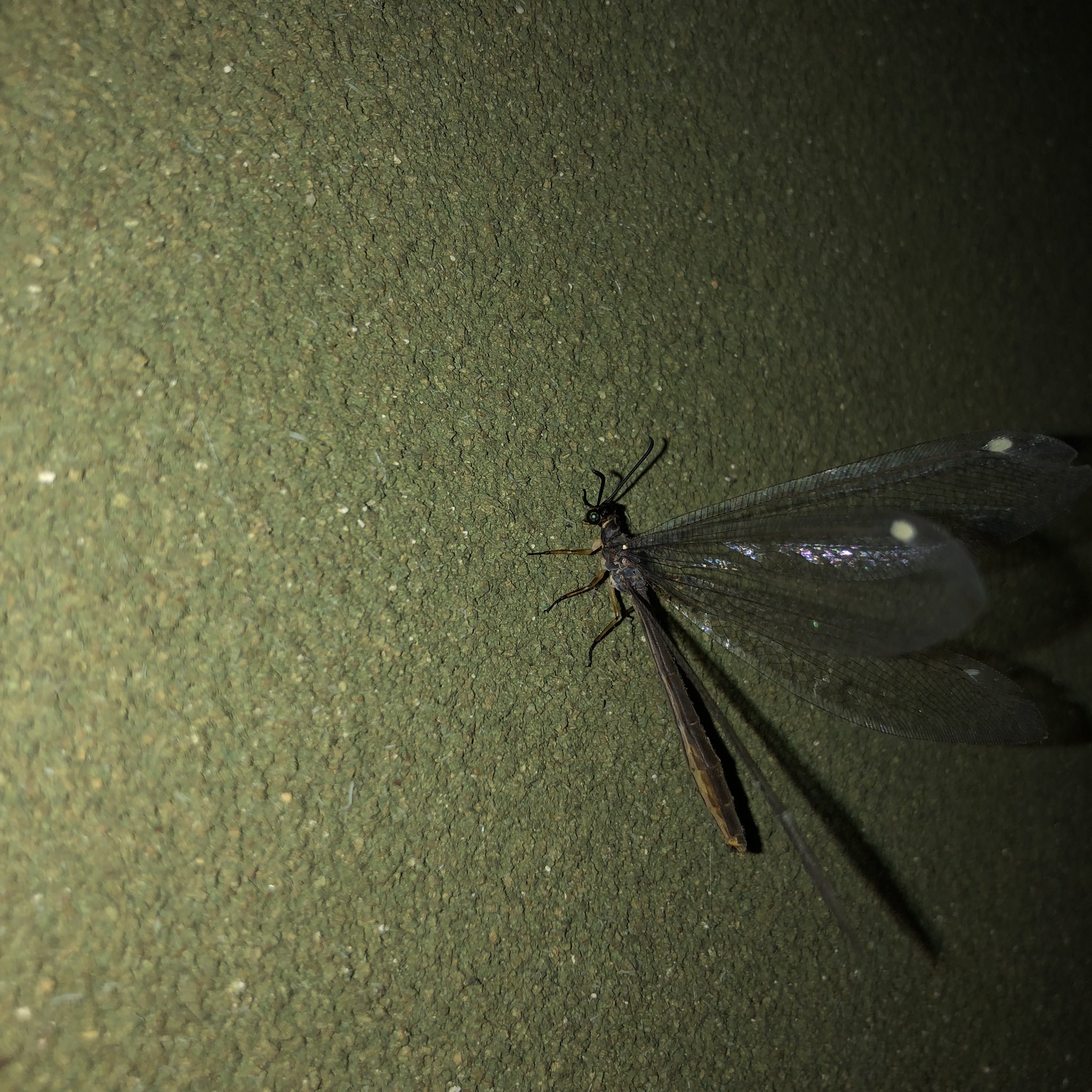おやまの農園ほーんびる ウスバカゲロウがいました アリジゴクの大人になった姿 幼虫の時も成虫の時も結構好きです ウスバカゲロウ アリジゴク 昆虫 T Co W1u3dn98yo Twitter