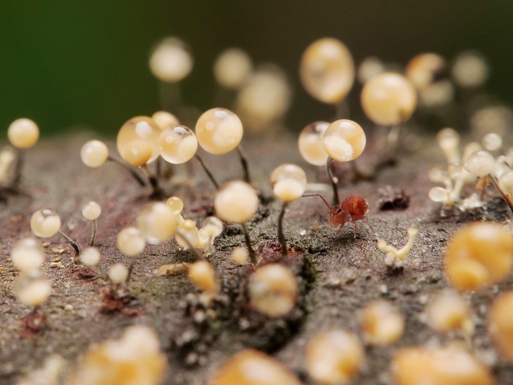 ぺんどら Twitter ನಲ ಲ 不完全菌の近くではマルトビムシの仲間をよく見る 水滴が無くなって乾いてるのを食べてるのがいた