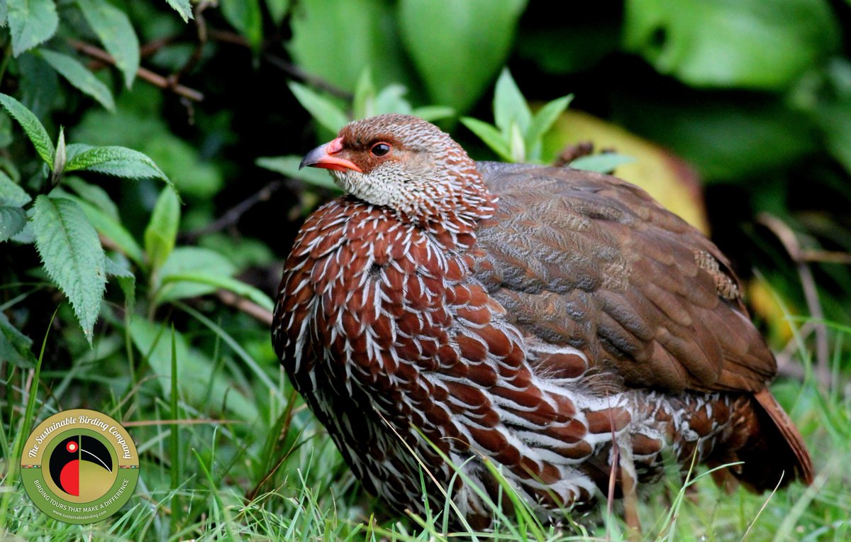 Wild Birding tweet media