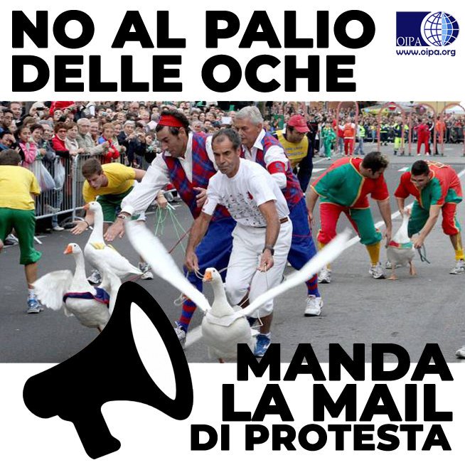 OIPAItalia's tweet photo. Stop al palio dell'oca di Lacchiarella (MI): vittime di questa manifestazione, che di culturale ha solo la violenza, le oche subiscono sia un maltrattamento fisico che etologico.
Manda anche tu la mail di protesta:
‼️https://t.co/JGdXvp8GPu
#stopanimalcruelty #stopanimalviolence https://t.co/YnY9VsCObq