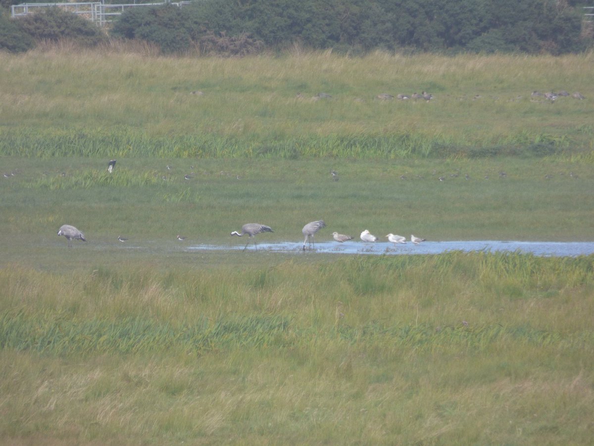 Sometimes charismatic animals return of their own accord. Cranes returned to breed in NE Scotland a few years ago for the first time in 400 years &amp; seem to be doing well; a regular, stunning &amp; very welcome bird at some sites now. More please! #ThinkLikeAMountain