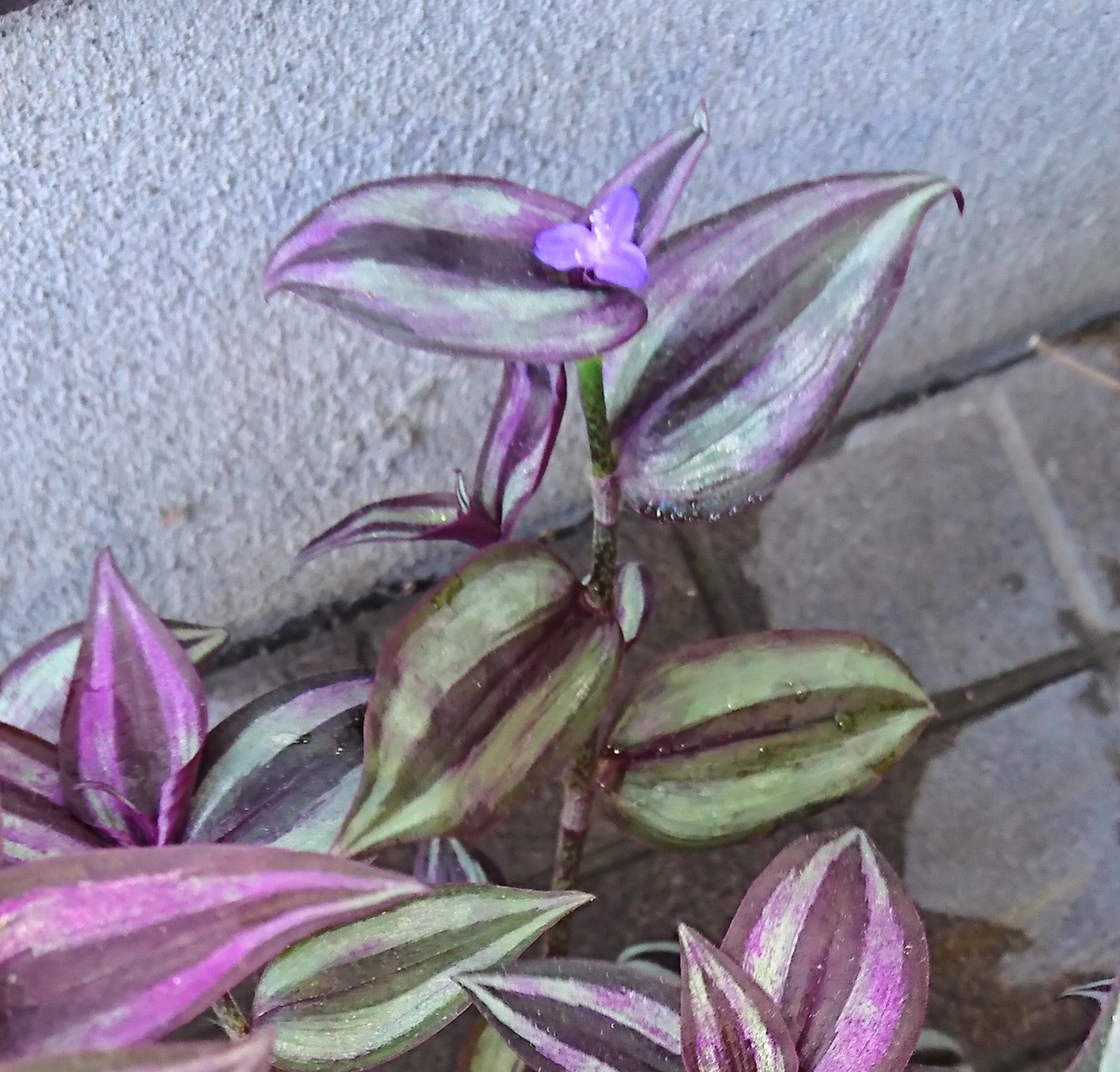 智吉 紫のポトスに小さな花が１つだけ咲いた 母が十数年前から世話をしていたが花 が咲いたのは初めてで 皆びっくりしたり喜んだり 調べてみたらポトスではなくトラディスカンティアという露草科の観葉植物らしい 花 観葉植物 紫 トラディスカ