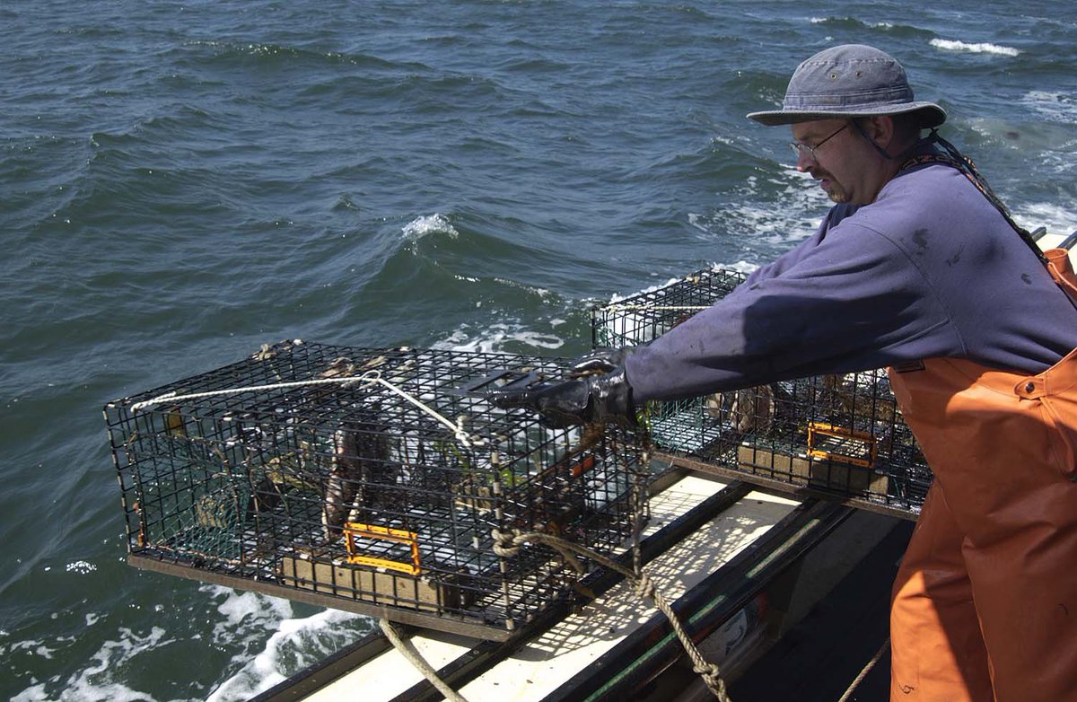 tinadetelj's tweet photo. Connecticut Sea Grant receives a four year $2 million dollar federal grant.
Lessons learned from the 1999 lobster die-off in Long Island Sound will provide the foundation for Connecticut Sea Grant’s contribution to a major Northeast collaboration. https://t.co/EOOsAyLang