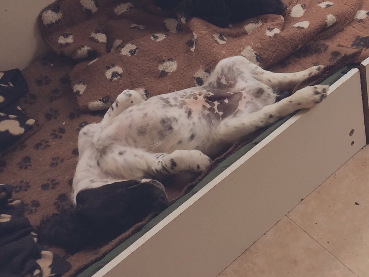 @dudley_the_dog I see your goldie and raise you a springer puppy with the most gorgeous spotty tummy. Can’t believe @madcap_max was ever that little, clean & cute! #maxandmenace