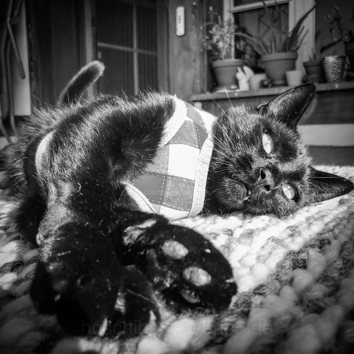 hoschibern's tweet image. Baghira is relaxing 😻