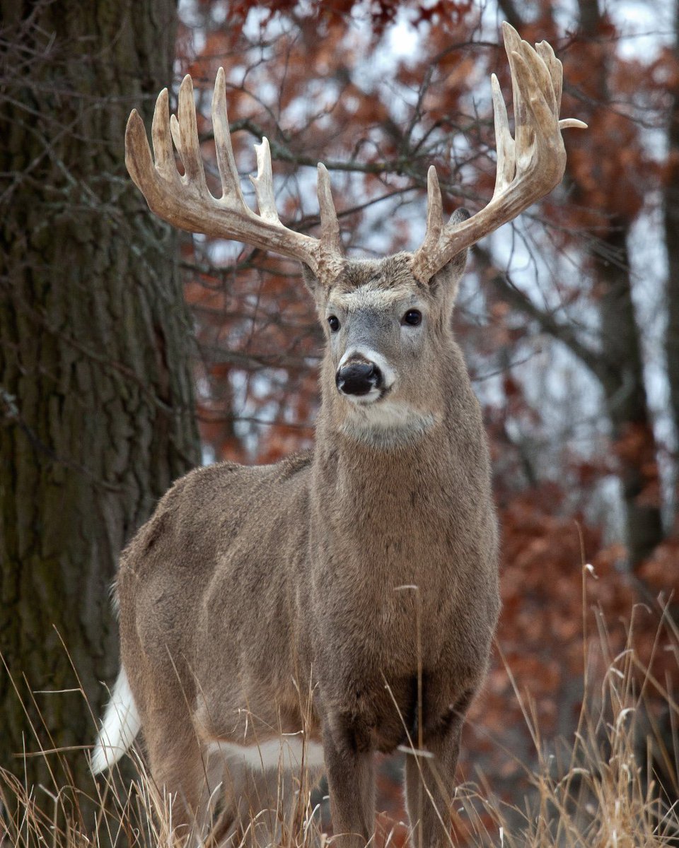 It's youth and disabled hunter season for deer right now here in Iowa. Comment with some of your trophy kills! • #hunting #boyt #boytharnesscompany #outdoors #hunt #huntingislife #whatgetsyououtdoors #quality #passion