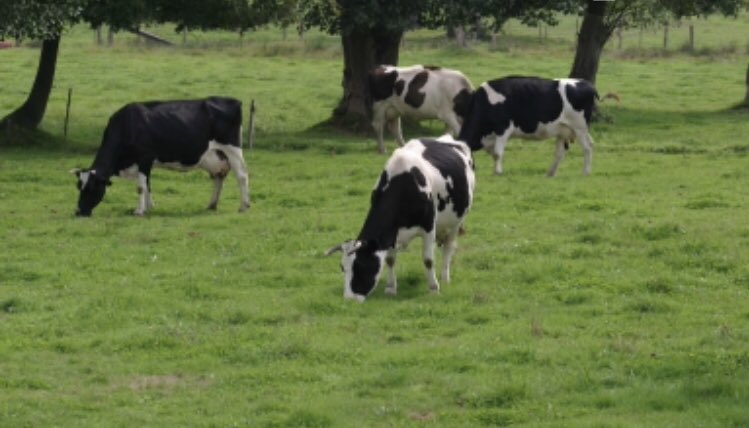 ## GOBIERNO REGIONAL APROBÓ $ 2.250 Millones para la Región de los Lagos,  al PROGRAMA DE FERTILIZACIÓN DE PRADERAS PERMANENTES ## Excelente noticia para nuestros Agricultores 💪