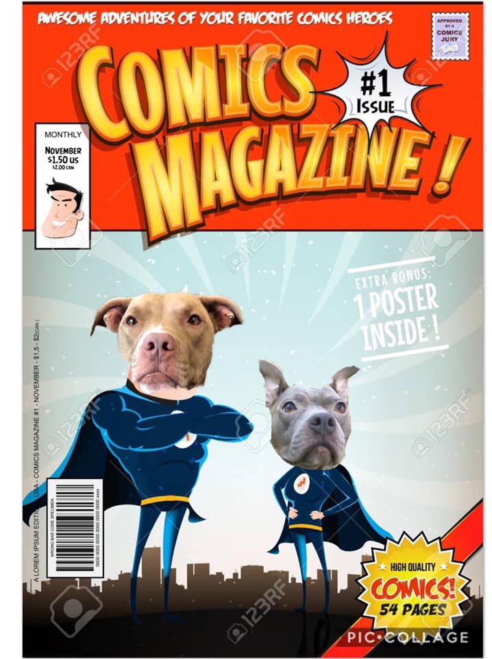 Merit Pit Bull tweet media