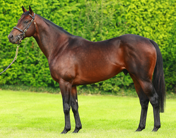 WhitsburyManor's tweet photo. ADAAY (by Kodiac)
Dual Group 2 winning first season sire. Achieving very solid results @tatts_ireland
- €40,000
- €40,000
- €40,000
- €25,000
- €23,000
#AdaayToRemember https://t.co/tVyLTiQbQL