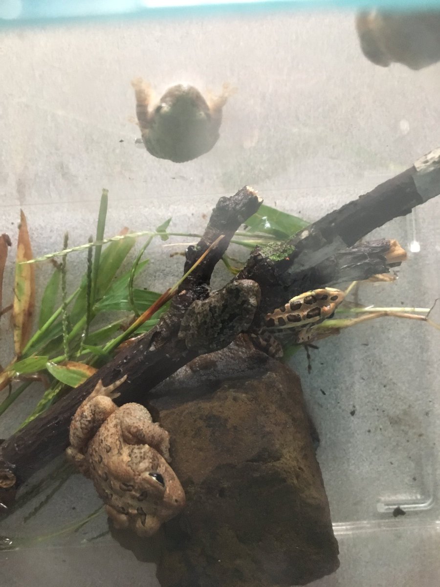 Cal, from Mrs. Lindaman’s Class, caught some of the frogs we’re learning about in science. We were super excited to be able to see them and learn even more about them from our second grade friend!