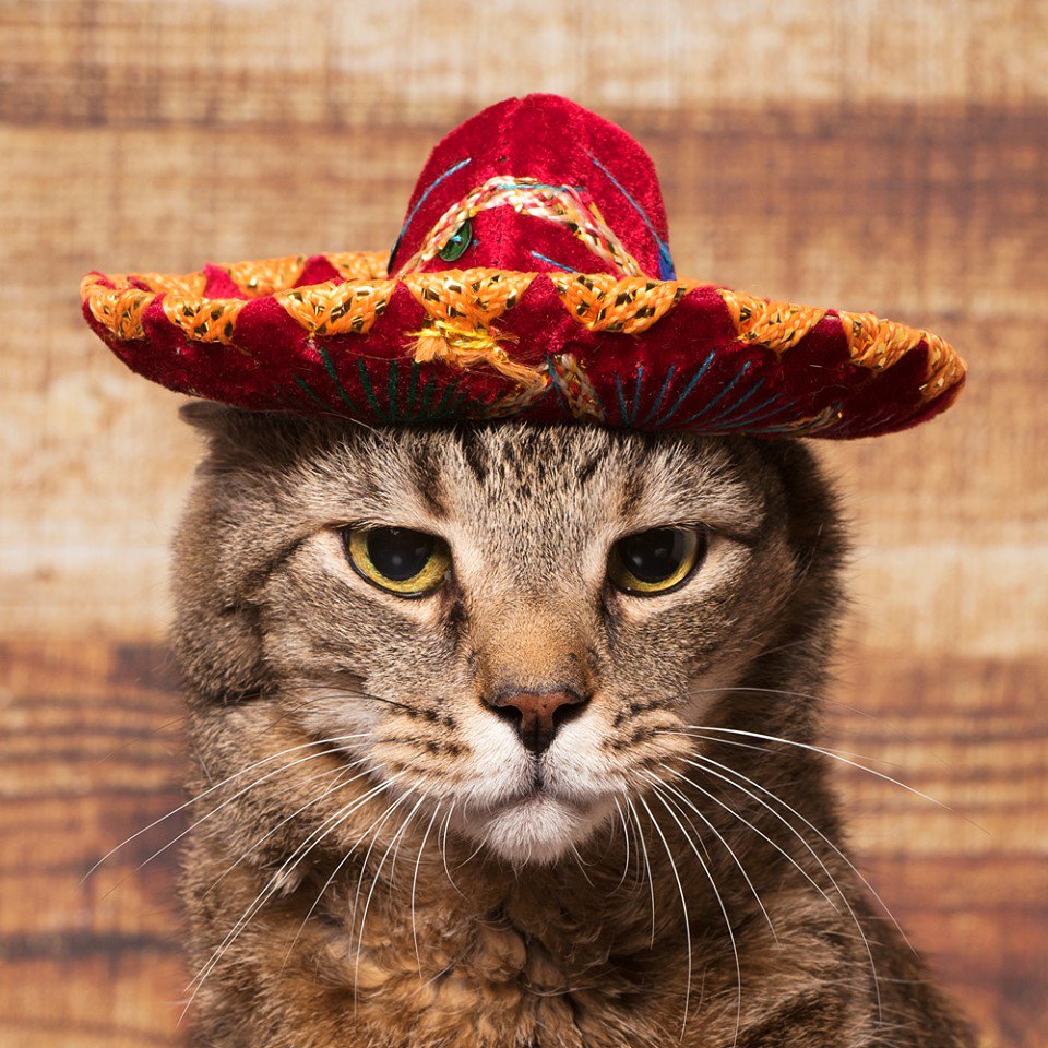 Habitat4Paws's tweet photo. On The Border Fundraiser, Thursday 9-26-19 - https://t.co/dKTTT6jdQQ https://t.co/6wKDUbzvUm