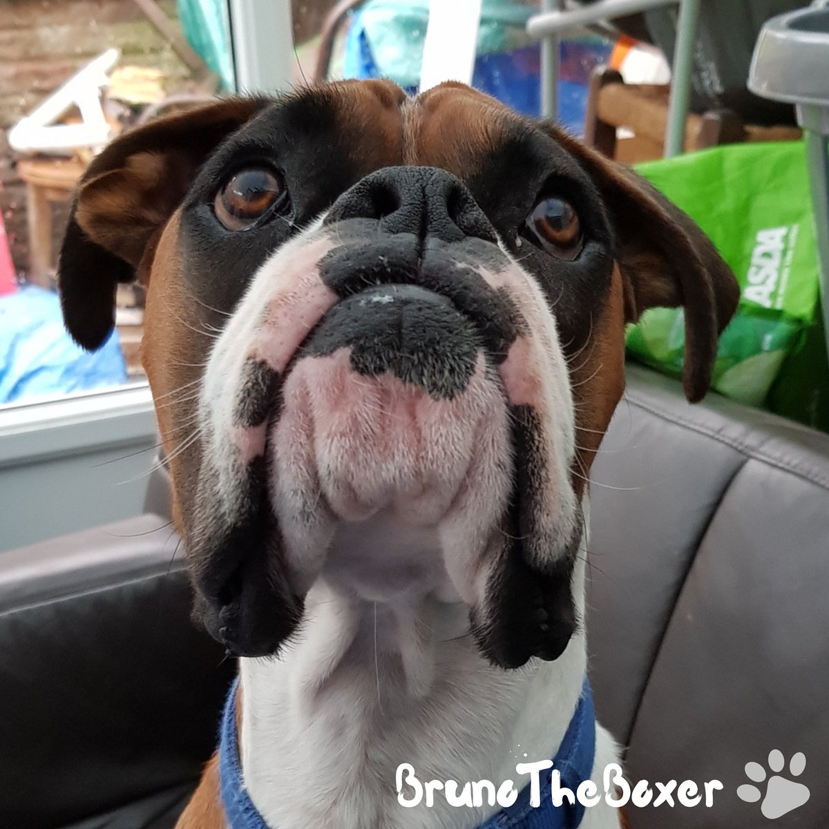 When are we going for a walk?🚶‍♂️🐕
•
Thank you for the birthday wishes yesterday! I had an epic day!🧡
•
•
FC: 4,631
•
•
•
•
•
•
#boxersofinstagram #boxersoninstagram #instantboxer#boxergram #thewoofpack #boxerplanet #bestwoof #wooftagg #ohmydogmag#wooftale #dogsofinsta